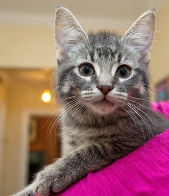 Illustration for article titled Why Is the Canadian Prime Minister Posting Cat Pictures On Google+?